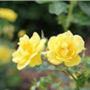 Meet your Posher, Rabia